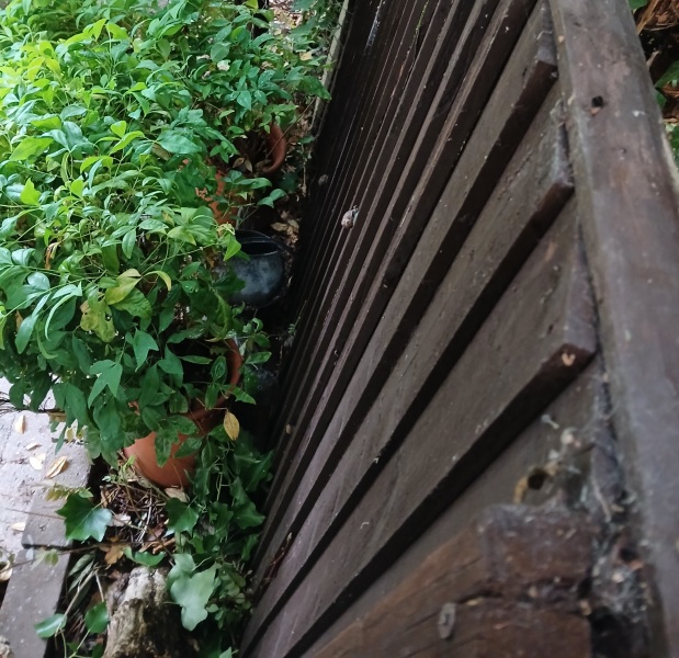 Neighbours causing such a fuss about ivy! Really?