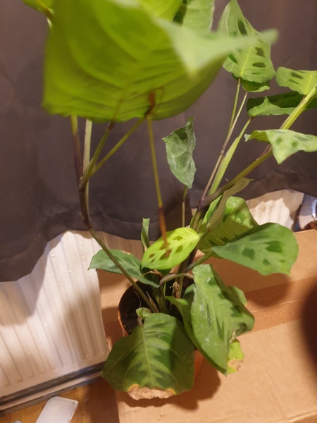 Buyer beware!