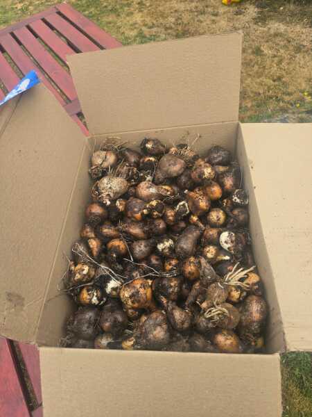 Drying daffodil bulbs in preparation for replanting in autumn/winter