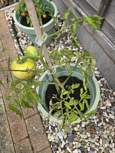 Tomato's