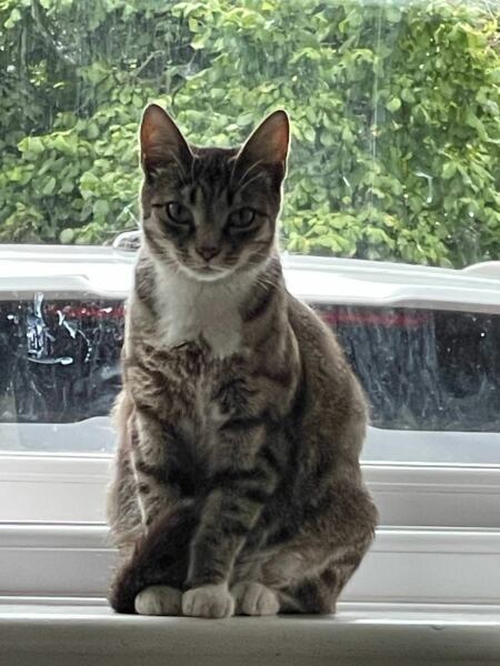 Advice on taking in a very pregnant cat