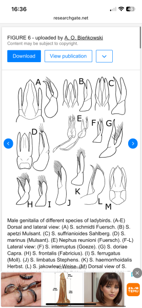 Do Ladybirds have willies? (Lighthearted)