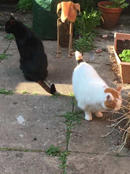 The One after the One where the Excellent Cats posed for a calendar