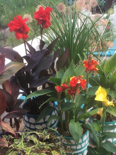 Anyone else planting a jungle/tropical garden?