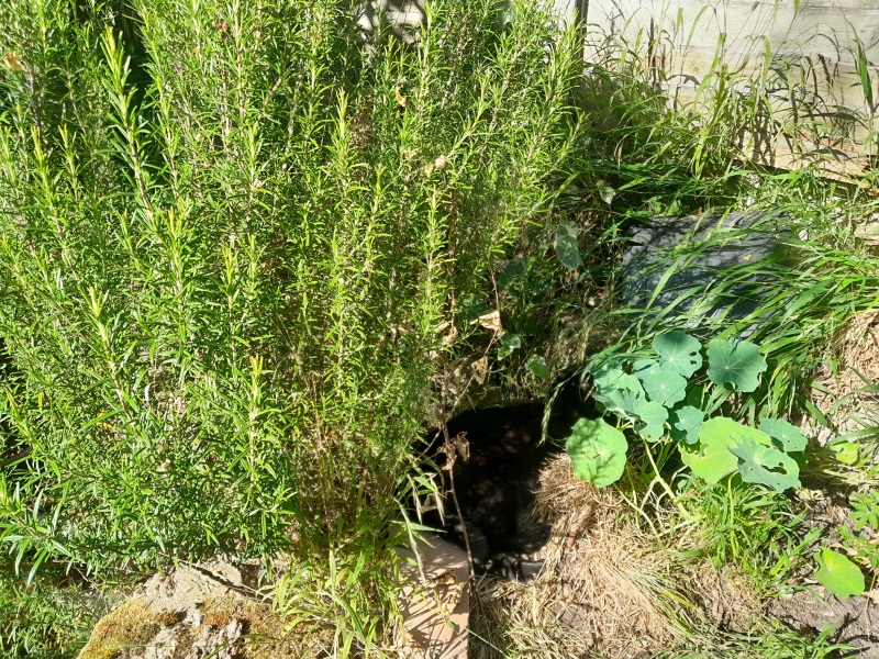 The One after the One where the Excellent Cats posed for a calendar