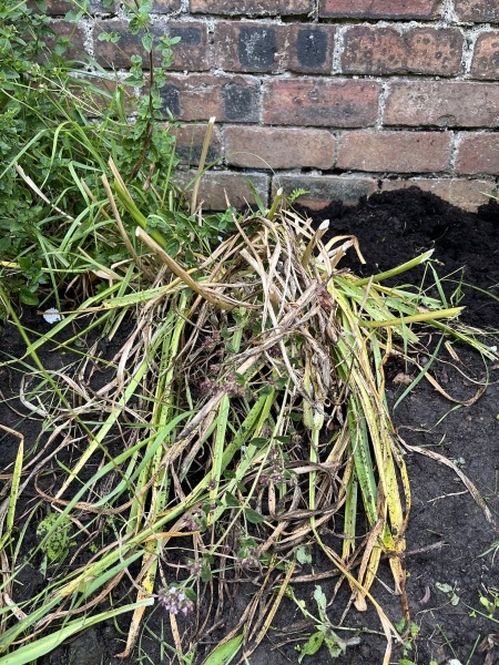 What to do now that Camassia has flowered/died back?