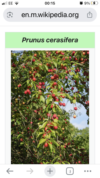 Plum or cherry?