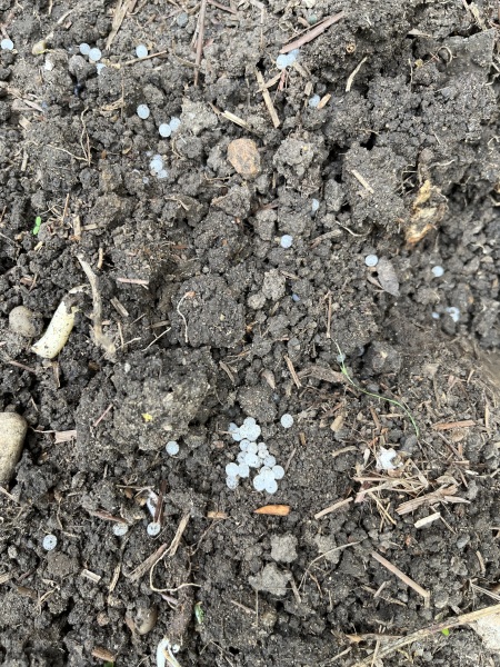 Strange little eggs
