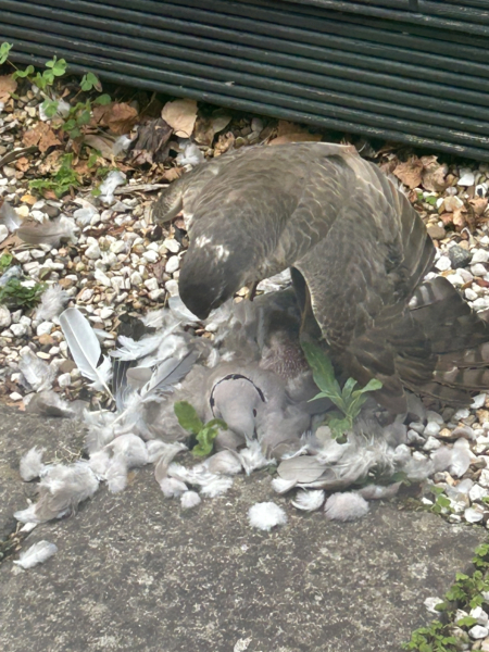 There's.a peregrine falcon in my garden...