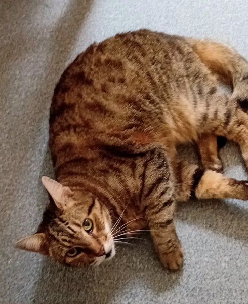 The One after the One where the Excellent Cats posed for a calendar