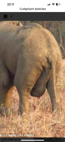 Auggies mj thread 15