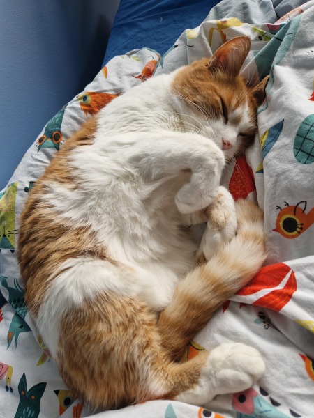 The One after the One where the Excellent Cats posed for a calendar