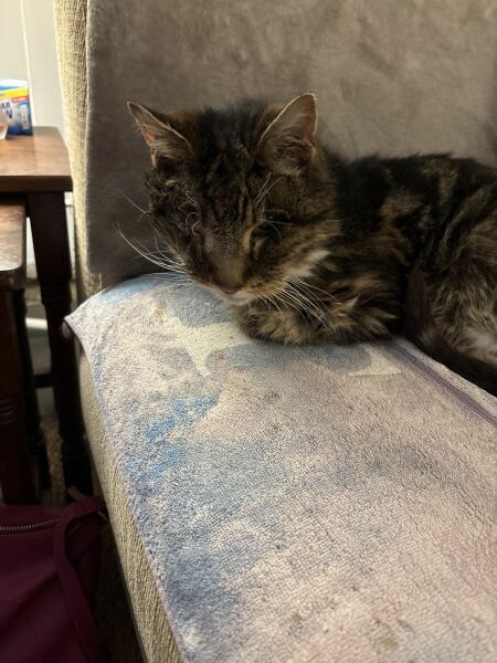 Help me please, I think I need to let our old boy go