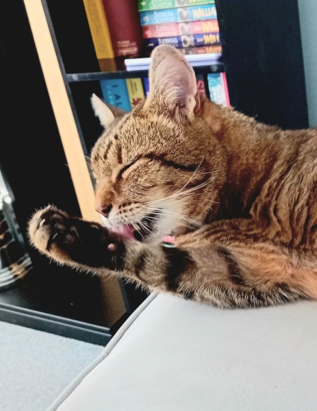 The One after the One where the Excellent Cats posed for a calendar