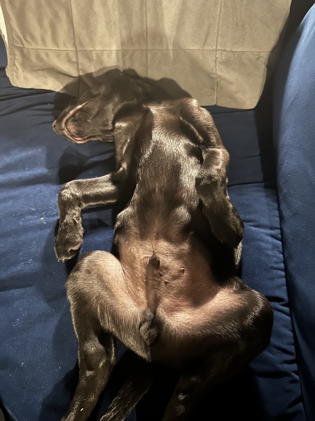 Adolescent Dog Survival Thread - welcome to the teenage wasteland