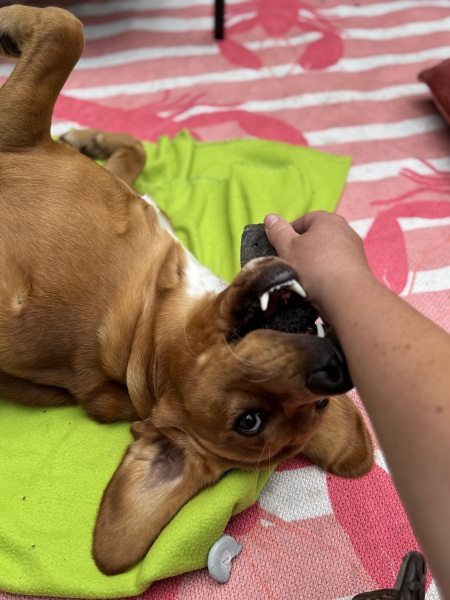 Adolescent Dog Survival Thread - welcome to the teenage wasteland