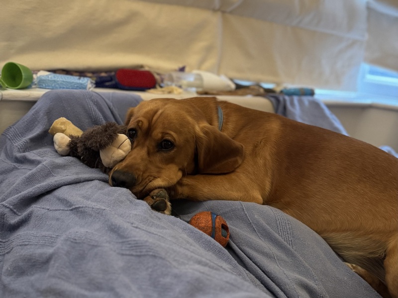 Adolescent Dog Survival Thread - welcome to the teenage wasteland