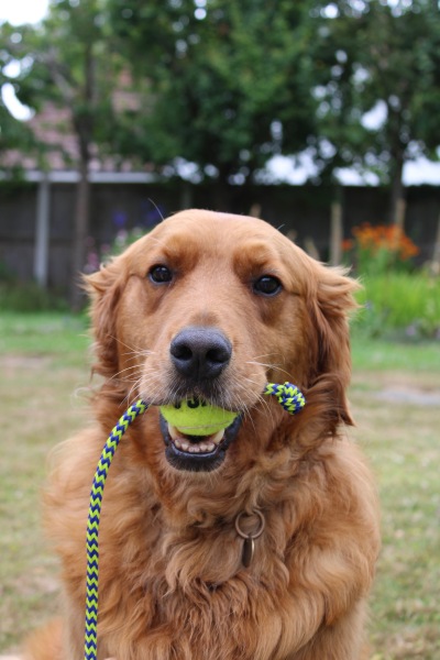 New name for rescue dog