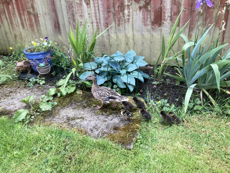 Thread 27 Starmer: He's a very clever cat