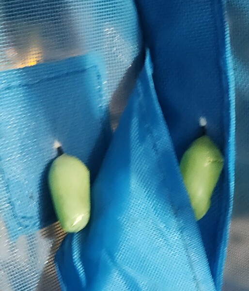 Weeds Have Rights Too !