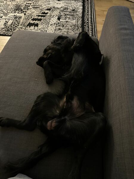 Adolescent Dog Survival Thread - welcome to the teenage wasteland