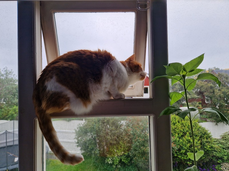 The One after the One where the Excellent Cats posed for a calendar