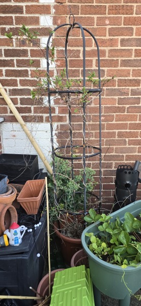 What have you done in the garden today? Part 7