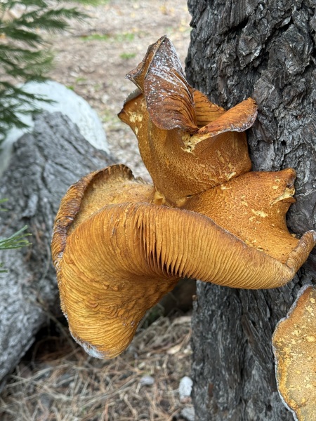 The mushroom poisoning in Vic...... we are gripped!.....Part 3