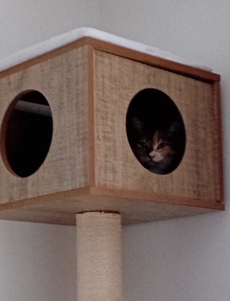 The One after the One where the Excellent Cats posed for a calendar