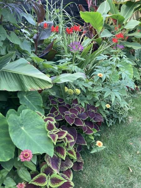 Anyone else planting a jungle/tropical garden?