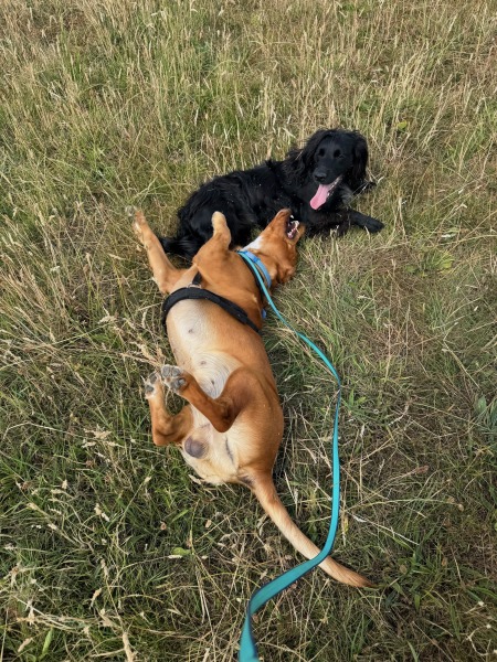 Adolescent Dog Survival Thread - welcome to the teenage wasteland