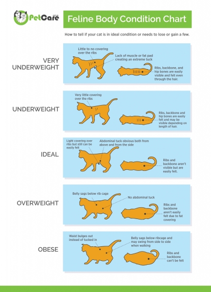 Worried about cats I’m cat sitting