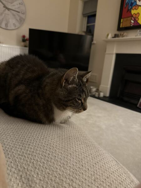 Advice on taking in a very pregnant cat