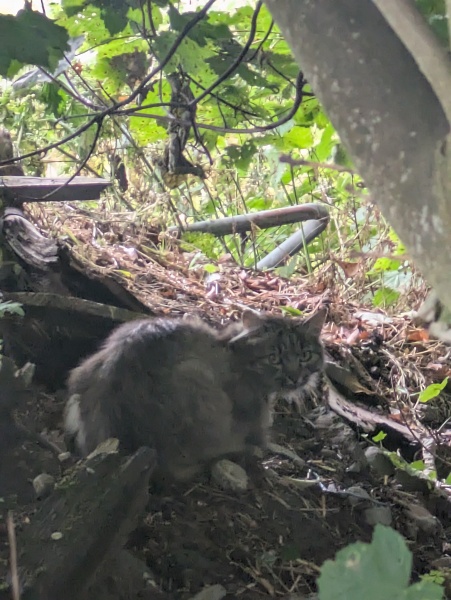 Minding neighbour's cat, haven't seen it in five days