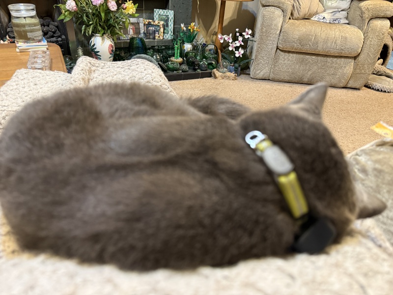 The One after the One where the Excellent Cats posed for a calendar