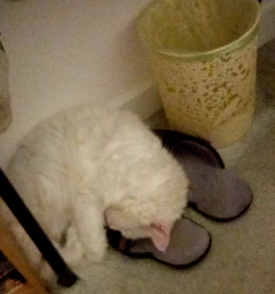 The One after the One where the Excellent Cats posed for a calendar