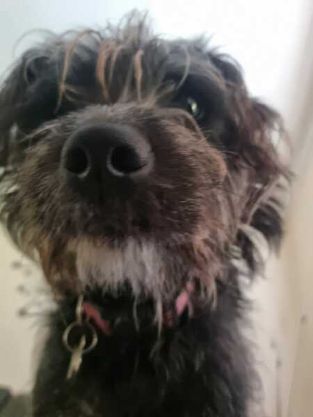 What do you think you got right about dog choices?