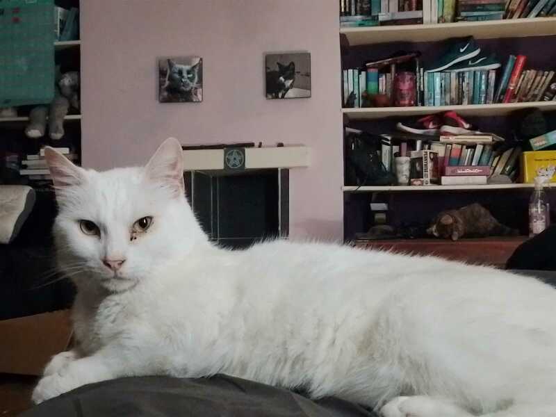 The One after the One where the Excellent Cats posed for a calendar