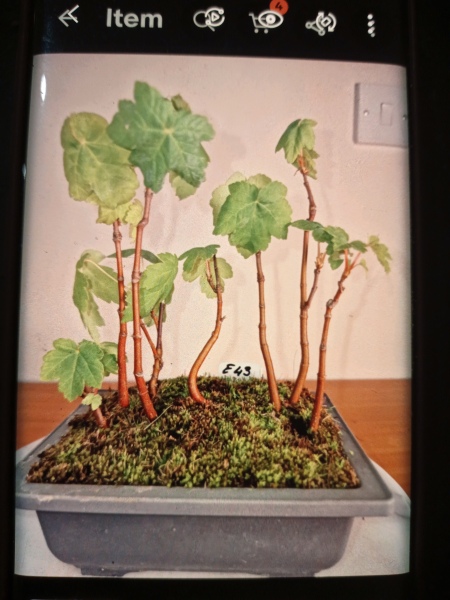 Bonsai beginner advice