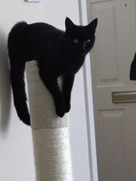 Alternative to Cat's Best litter?