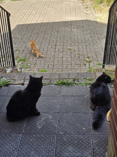 Small male cat