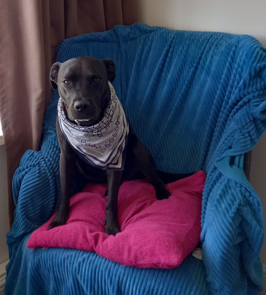 What do you think you got right about dog choices?