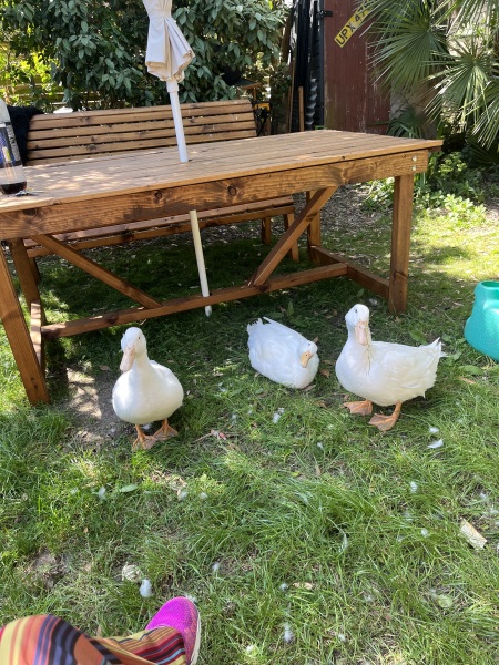 To think age verification on porn sites coming in this month is a good thing?