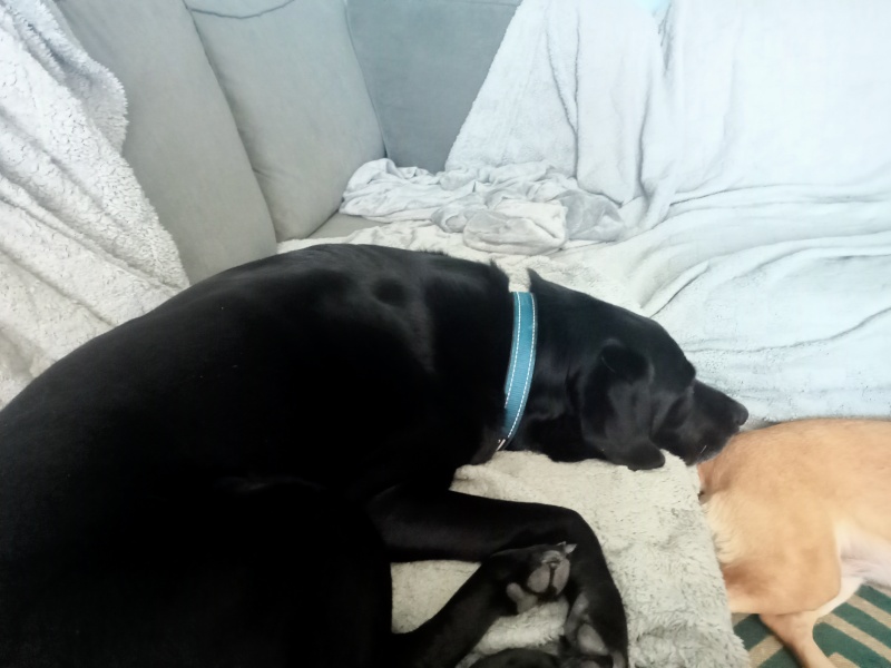 Why do you have a dog?