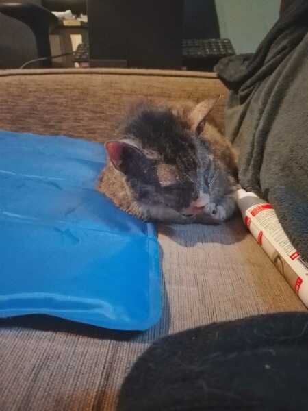 The One after the One where the Excellent Cats posed for a calendar