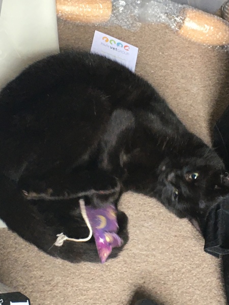 The One after the One where the Excellent Cats posed for a calendar