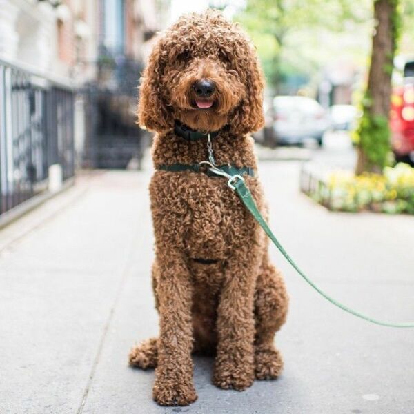 Poodle or doodle? (Lighthearted game)