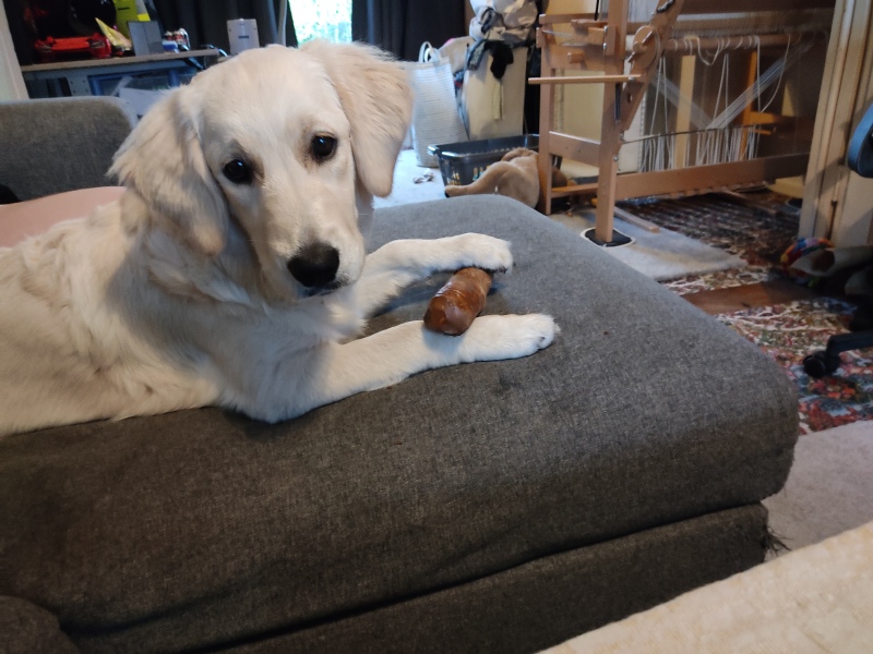 Adolescent Dog Survival Thread - welcome to the teenage wasteland