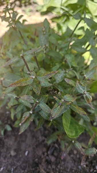 Have I pruned the salvia correctly?