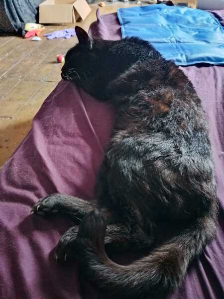 The One after the One where the Excellent Cats posed for a calendar